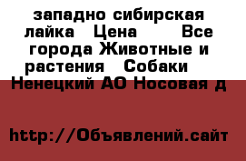 западно сибирская лайка › Цена ­ 0 - Все города Животные и растения » Собаки   . Ненецкий АО,Носовая д.